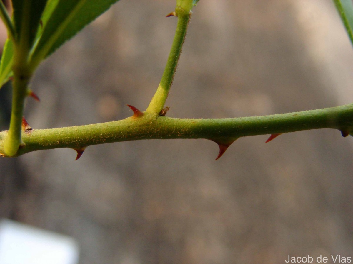 Zanthoxylum asiaticum (L.) Appelhans, Groppo & J.Wen